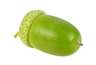 Beyaz bir arka plan üzerinde izole yeşil meşe palamudu