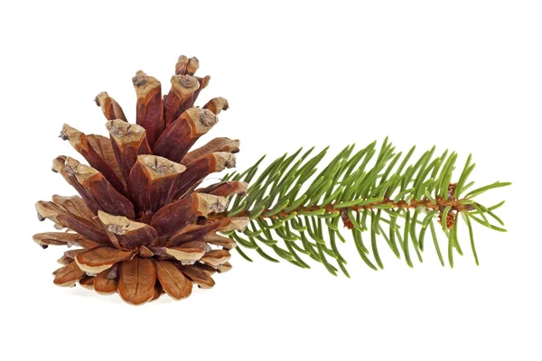 Little branch of fir-tree and cone on a white background — Stock Photo, Image