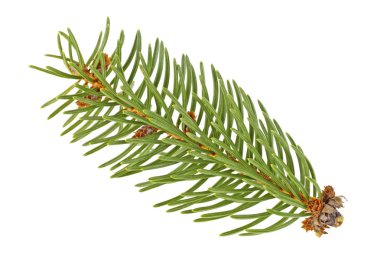 Beyaz bir arka plan üzerinde izole köknar dalı closeup