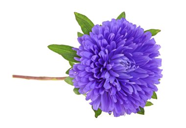 Beyaz bir arka plan üzerinde izole aster çiçek