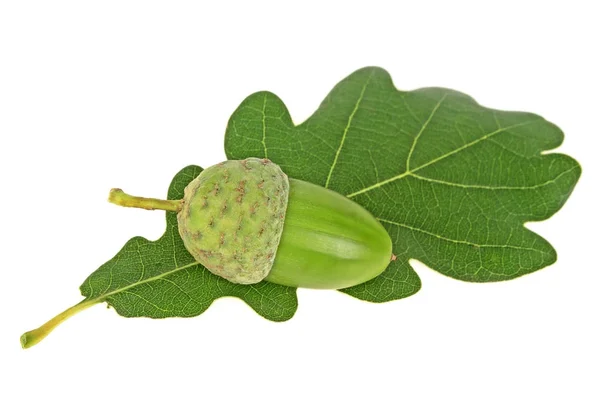 Green acorn with leaf on a white background — Stock Photo, Image