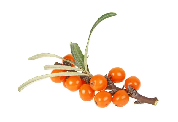 Відгалуження обліпихи з ягодами ізольовано на білому тлі — стокове фото