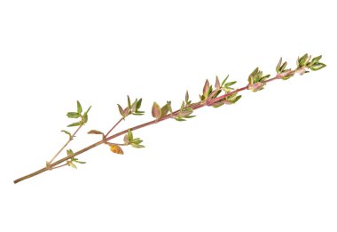 Beyaz bir arka plan üzerinde izole kekik fışkın