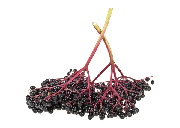 Cabang Elderberry, sambucus nigra terisolasi pada latar belakang putih — Stok Foto