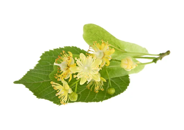 Flores de tilo sobre fondo blanco — Foto de Stock