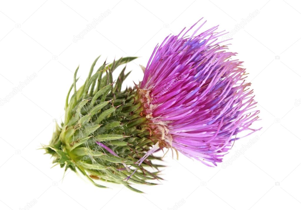 Flower thistle isolated on white background 