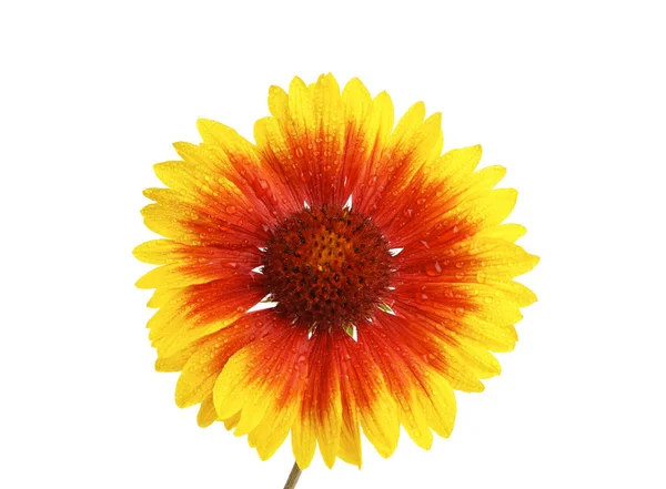 A flor de verão em gotas de água em um fundo branco. Gaillardia f — Fotografia de Stock