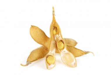 Beyaz arka plan üzerinde izole soya bakla. Sağlıklı gıda.