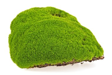 Beyaz arkaplanda yeşil yosun izole edildi