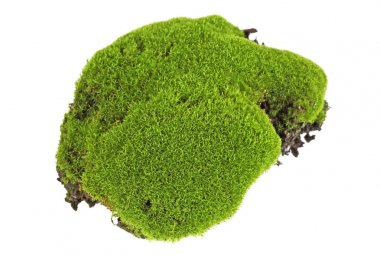 Beyaz arkaplanda yosun izole edildi