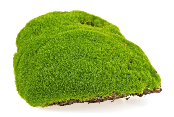 Beyaz arkaplanda yeşil yosun izole edildi