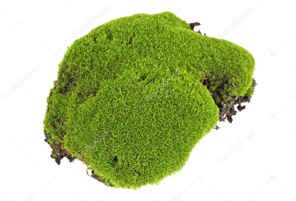 Moss isolated on white background