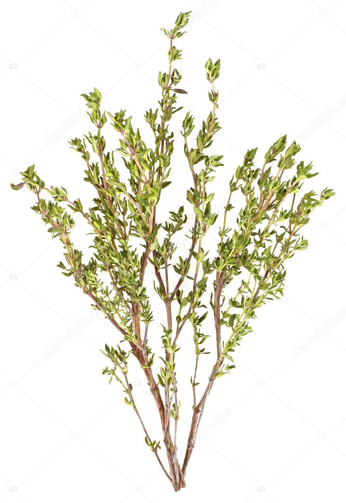 Sprigs of thyme isolated on white background. Spices.