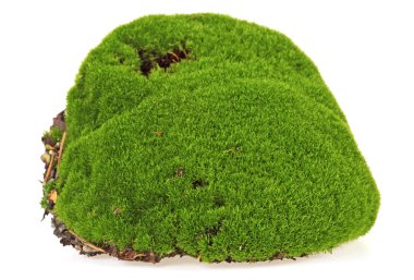 beyaz zemin üzerine yeşil yosun