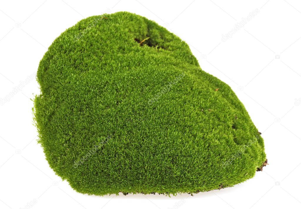 Moss isolated on white background, closeup