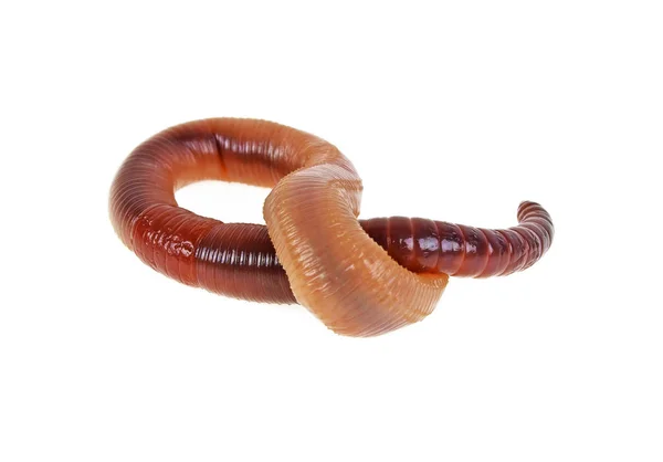 Animal earth worm isolated on a white background — Stock Photo, Image