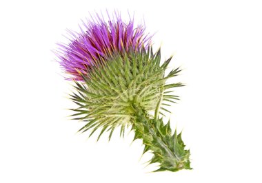 Beyaz bir arka plan üzerinde izole süt thistle çiçek