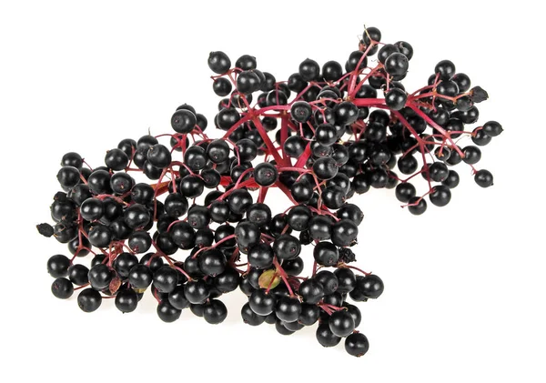 Гілка бузини з ягодами на білому тлі — стокове фото