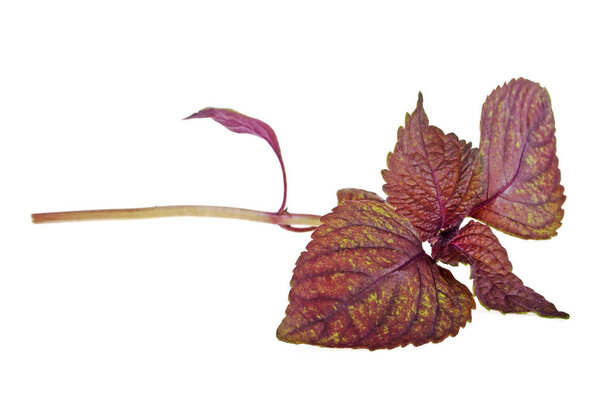 Red basil isolated on a white background