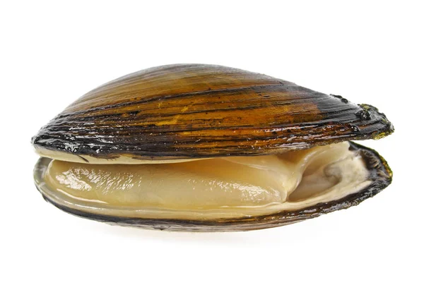 Single swan mussel on a white background — Stock Photo, Image