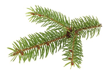 Beyaz arka plan üzerinde köknar ağacının dalını