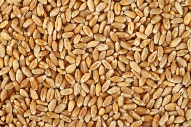 Arkaplan dokusu olarak buğday taneleri