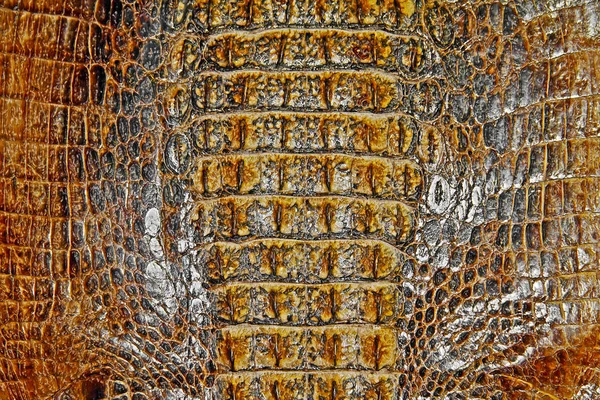 Crocodile skin as texture — Stock Photo, Image