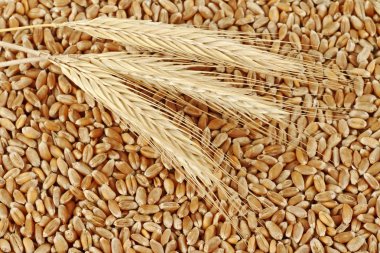 Taneleri buğday ve buğday spikelets, üstten görünüm
