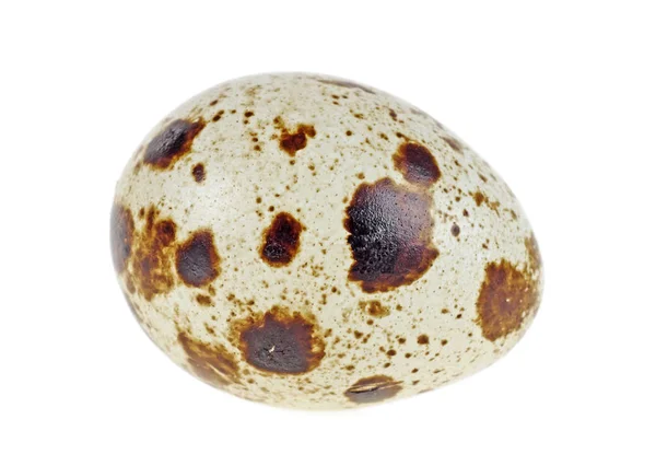 白い背景に分離した 1 つのウズラの卵 — ストック写真
