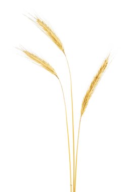 Beyaz bir arka plan üzerinde izole çavdar kulakları