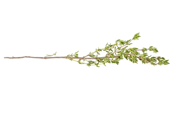 Especias frescas de tomillo aisladas sobre fondo blanco —  Fotos de Stock