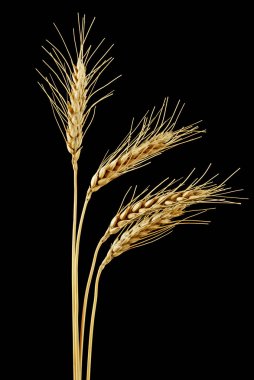 Spikelets siyah bir zemin üzerine buğday