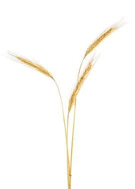 Rye beyaz zemin üzerinde üç spikelets