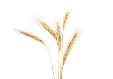 Spike Rye beyaz bir arka plan üzerinde