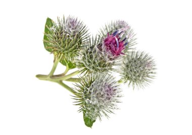 beyaz arkaplanda izole edilmiş dulavrat çiçeği