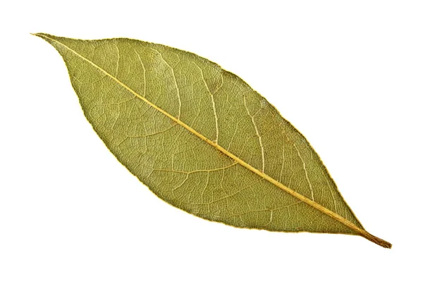 Sušené bobkový list na bílém pozadí — Stock fotografie
