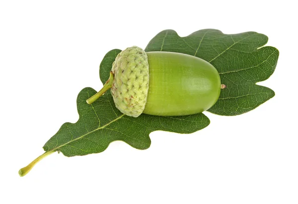Green acorn with leaf isolated on a white background — Stock Photo, Image