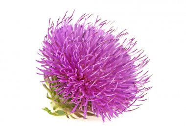 Beyaz arka plan üzerinde izole süt thistle çiçek