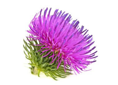 Beyaz arka plan üzerinde izole tek thistle çiçek