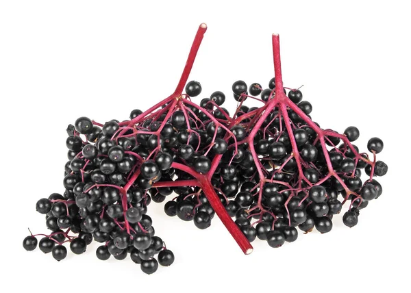 Buah hitam tua, cabang elderberry pada latar belakang putih . — Stok Foto