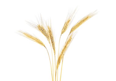 Spike Rye beyaz bir arka plan üzerinde