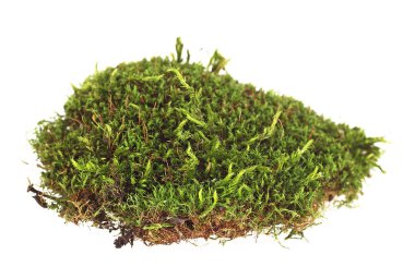 Beyaz arka plan üzerinde closeup izole yeşil yosun