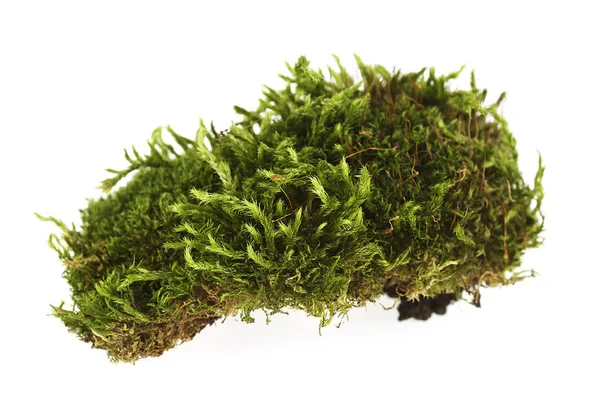 Forest moss op een witte achtergrond — Stockfoto