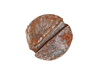 Eski ve paslı metal vida başı beyaz arka plan üzerinde