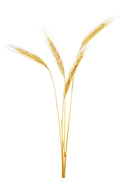 Rye spikelets gialli su uno sfondo bianco — Foto Stock