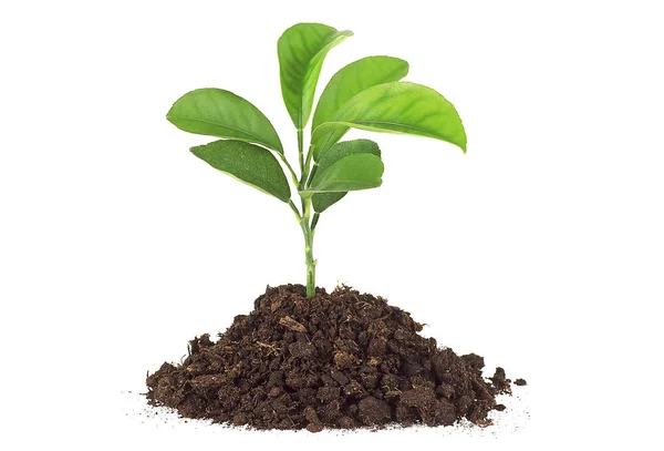 A talaj humuszban fehér alapon pomelo fiatal növény — Stock Fotó