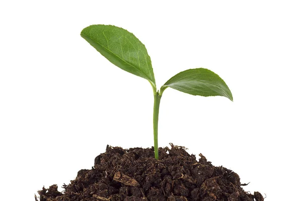 Гумусовая почва с зеленым растением изолированы на белом фоне — стоковое фото