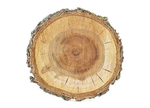 Sección transversal del árbol, fondo blanco —  Fotos de Stock