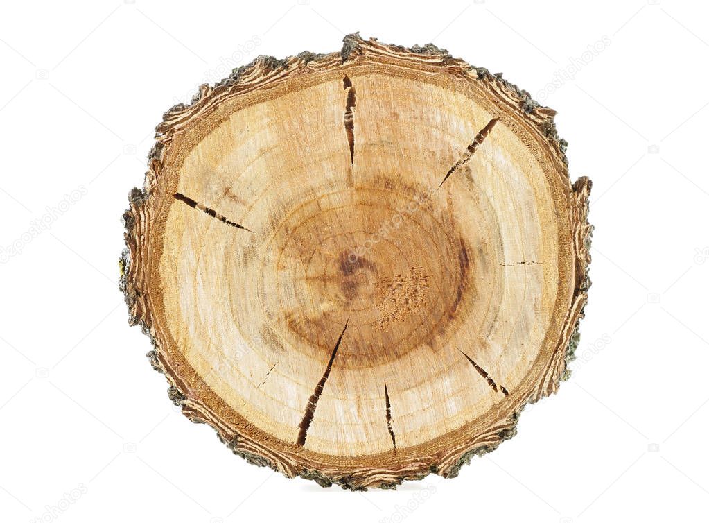 Cross section of tree trunk isolated on white background. Aprico