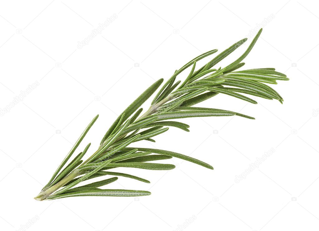 Twig of rosemary on a white background